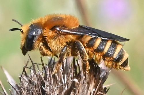 Hoplitis brachypogon